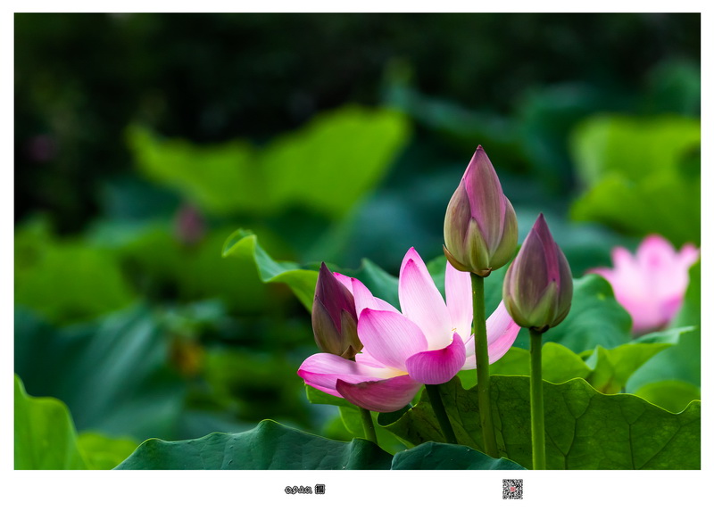 7D190628ԥɷ180-1.jpg