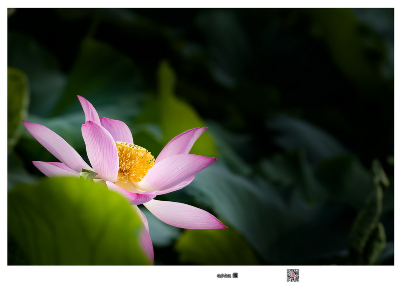 7D190628ԥɷ206-1.jpg