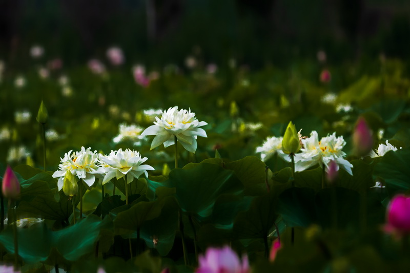 7D190628ԥɷ243-1.jpg