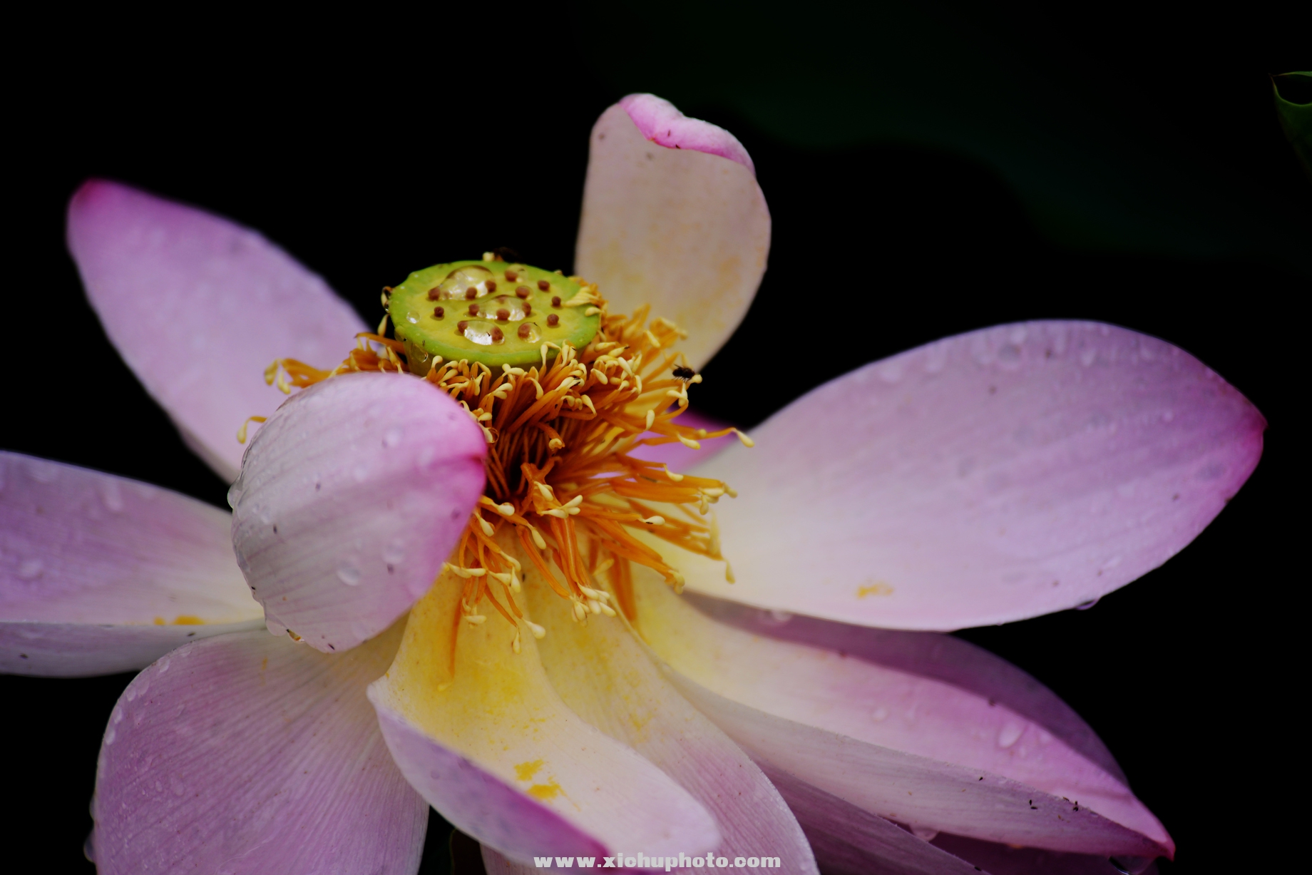 DSC_2952ih.jpg