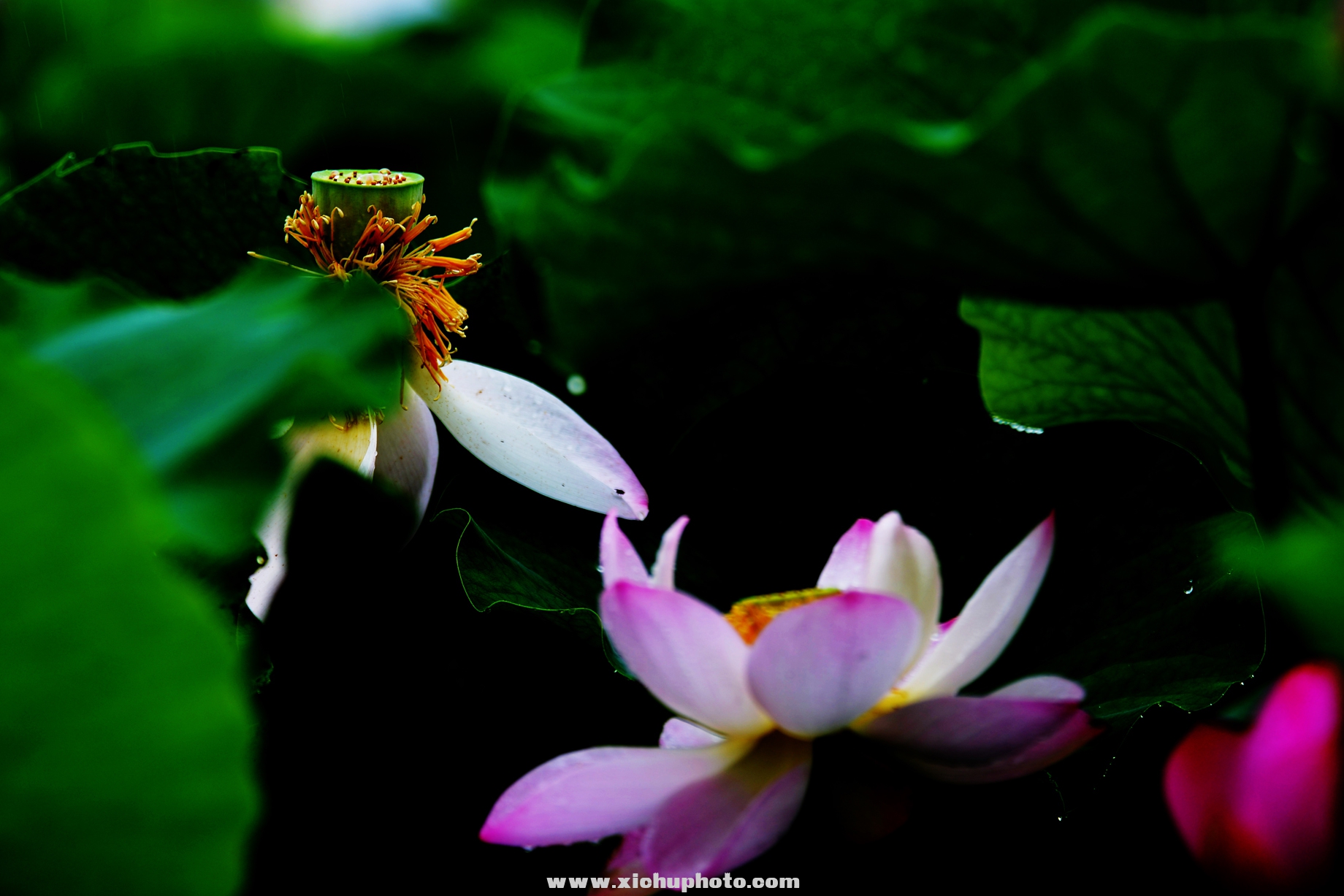 DSC_2968ih.jpg