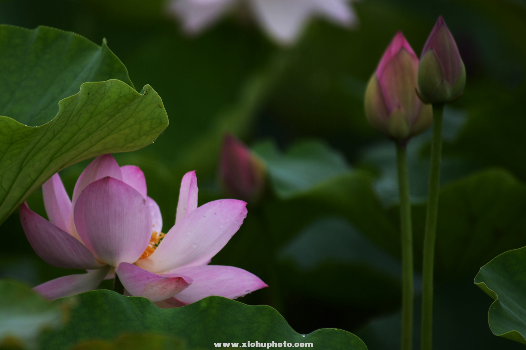 DSC_2983ih.jpg