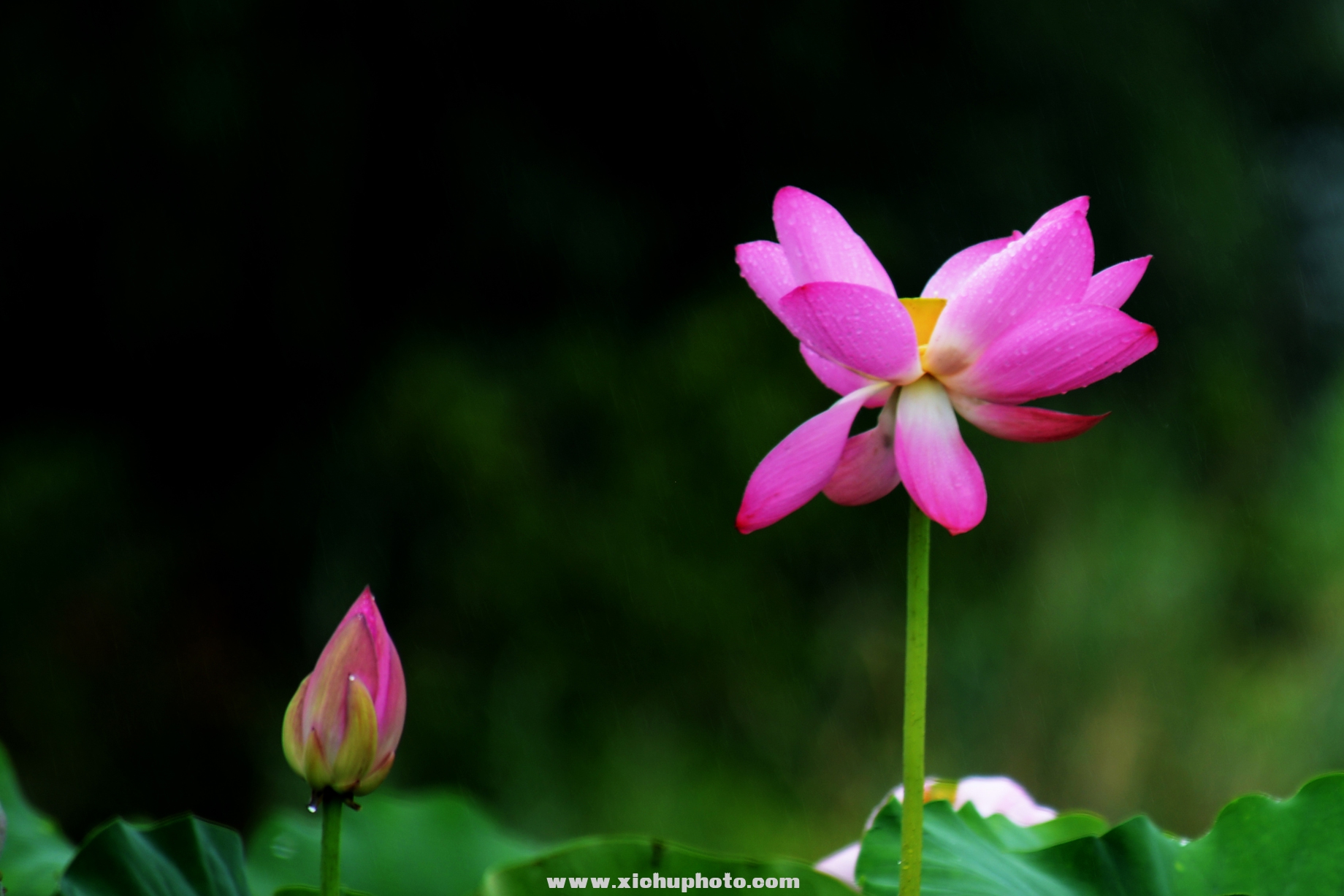 DSC_3000ih.jpg