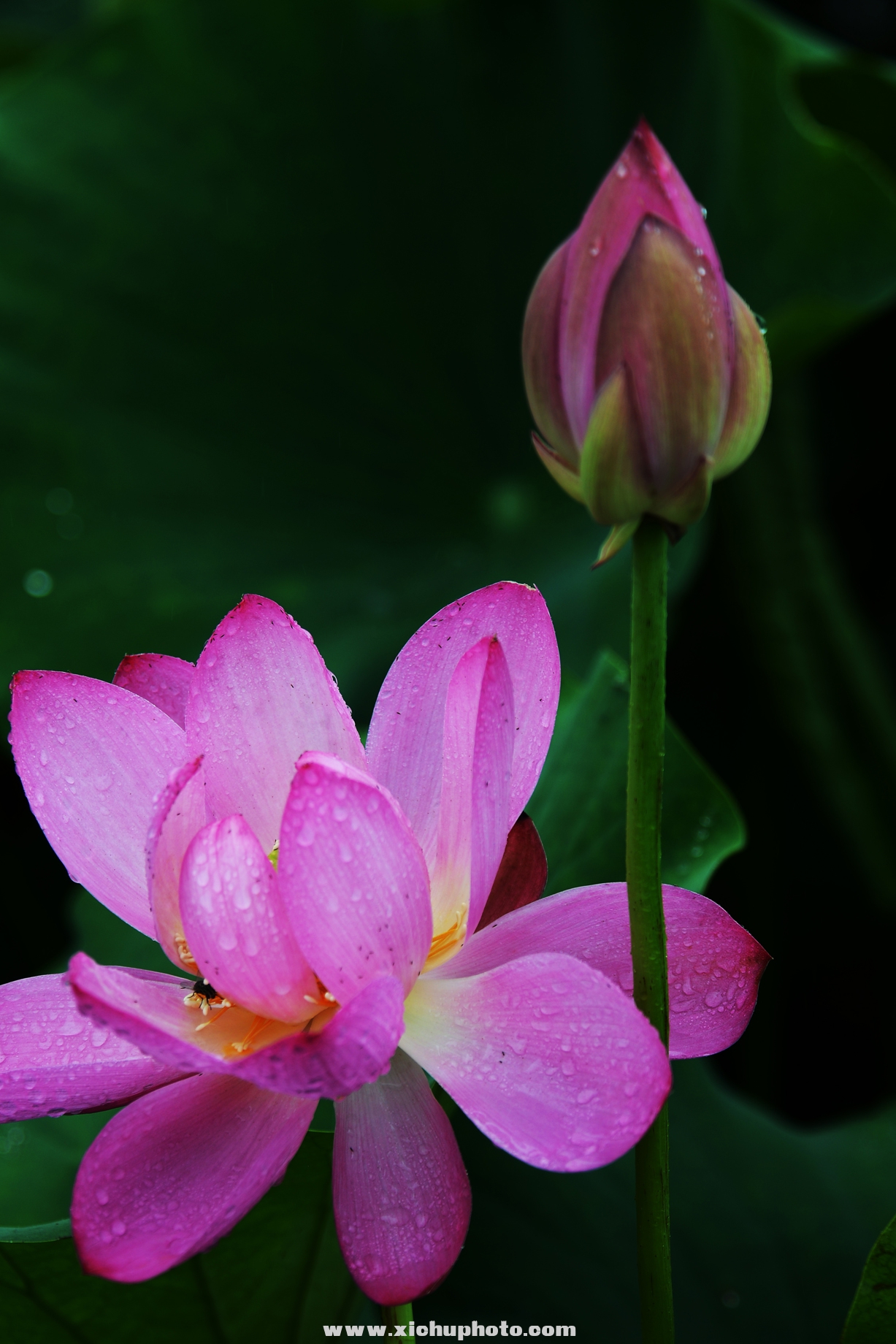 DSC_3018ih.jpg