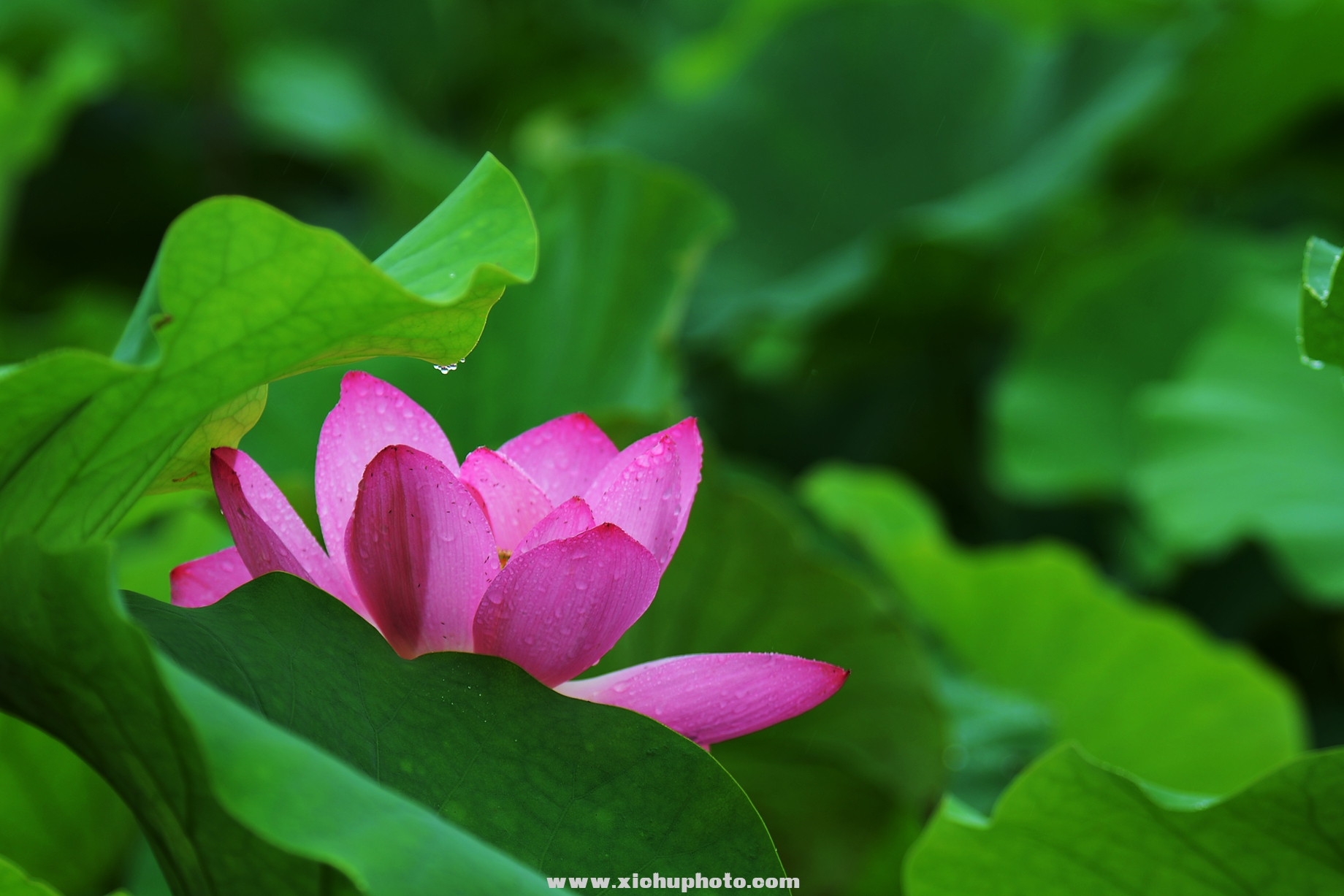 DSC_3040ih.jpg