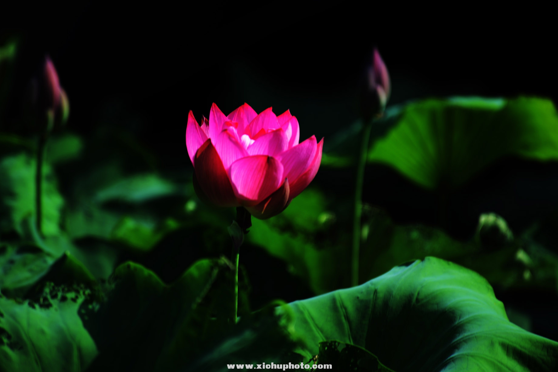 DSC_3074ih.jpg