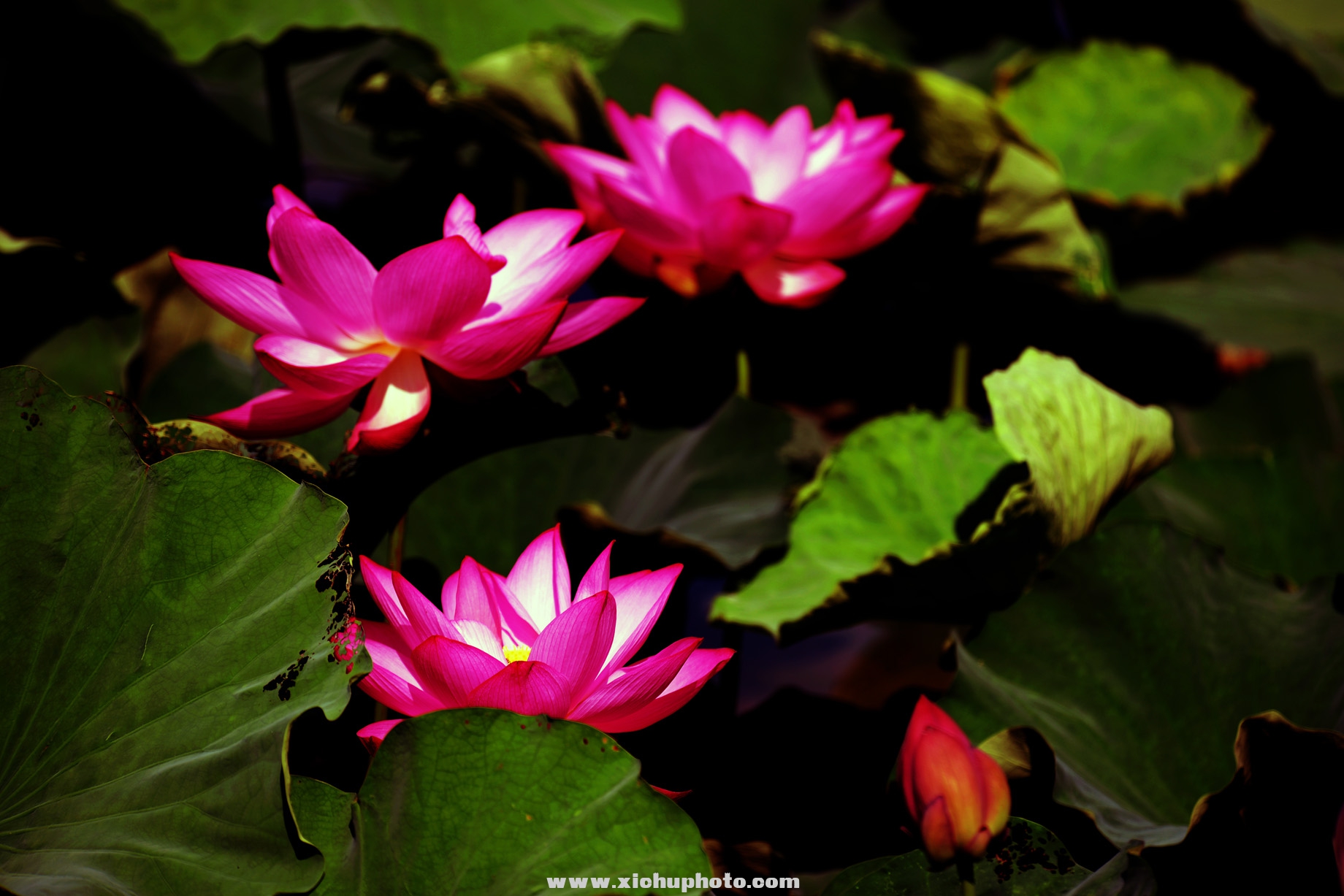 DSC_3080ih.jpg